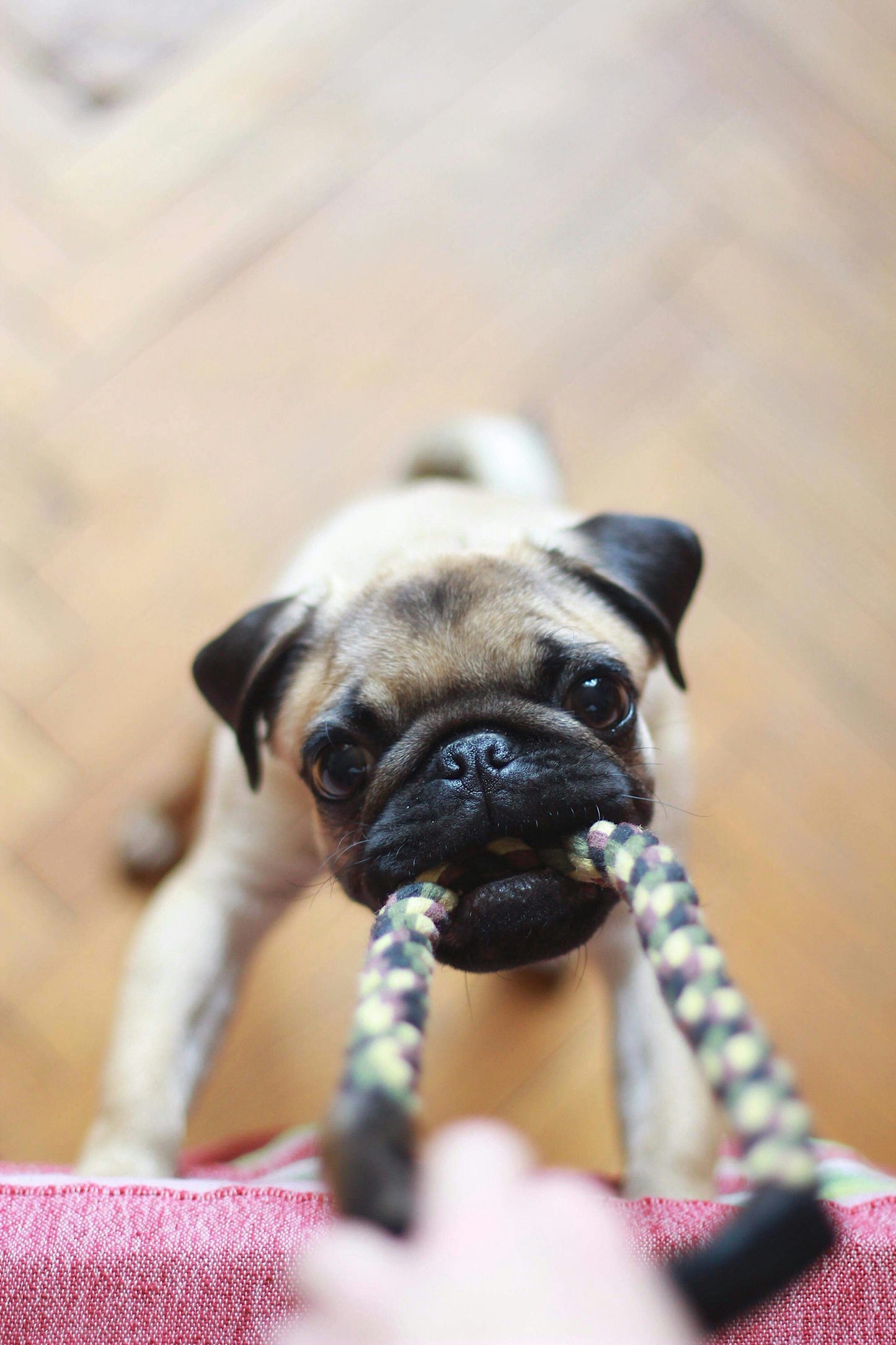 Durable Rope Chew Toy