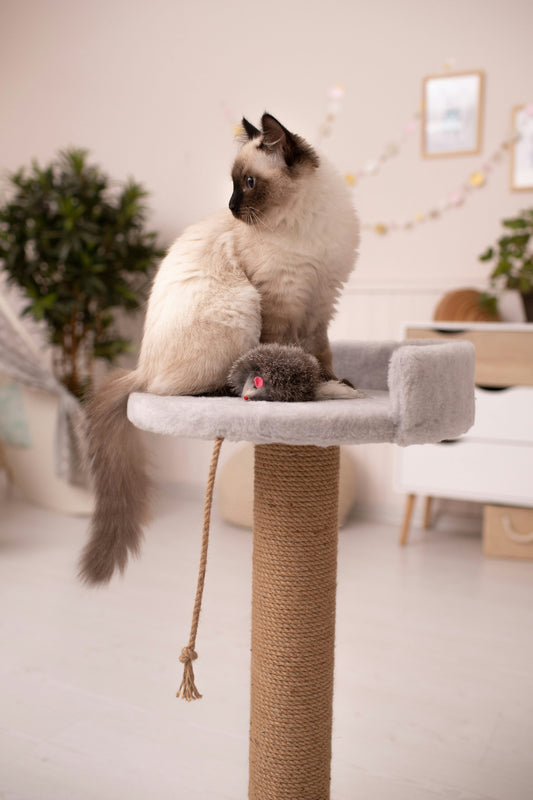 Sisal Cat Scratching Post